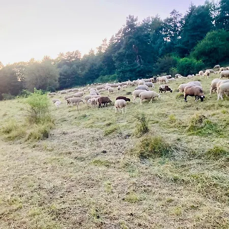Panoramablick Mit Premium-wanderwegen Vor Der Haustuer